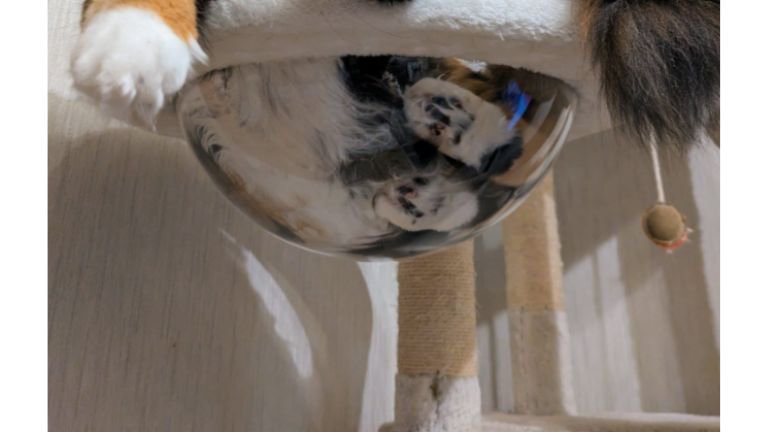 キャットタワーにいる猫