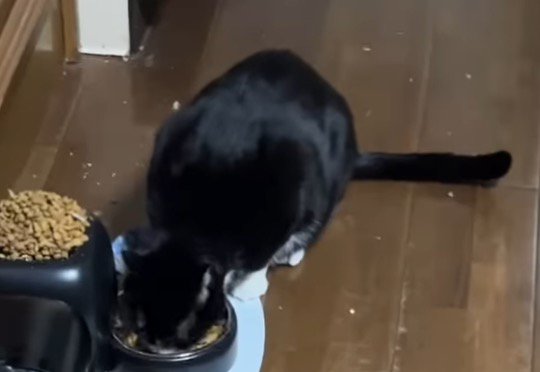 器に入ったごはんを食べるハチワレ猫