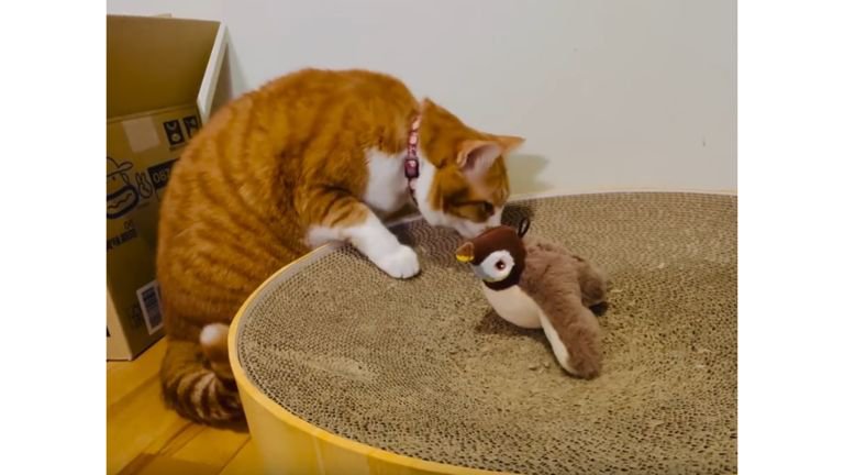 猫と鳥のおもちゃ