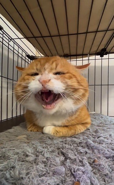 香箱座りをしている猫