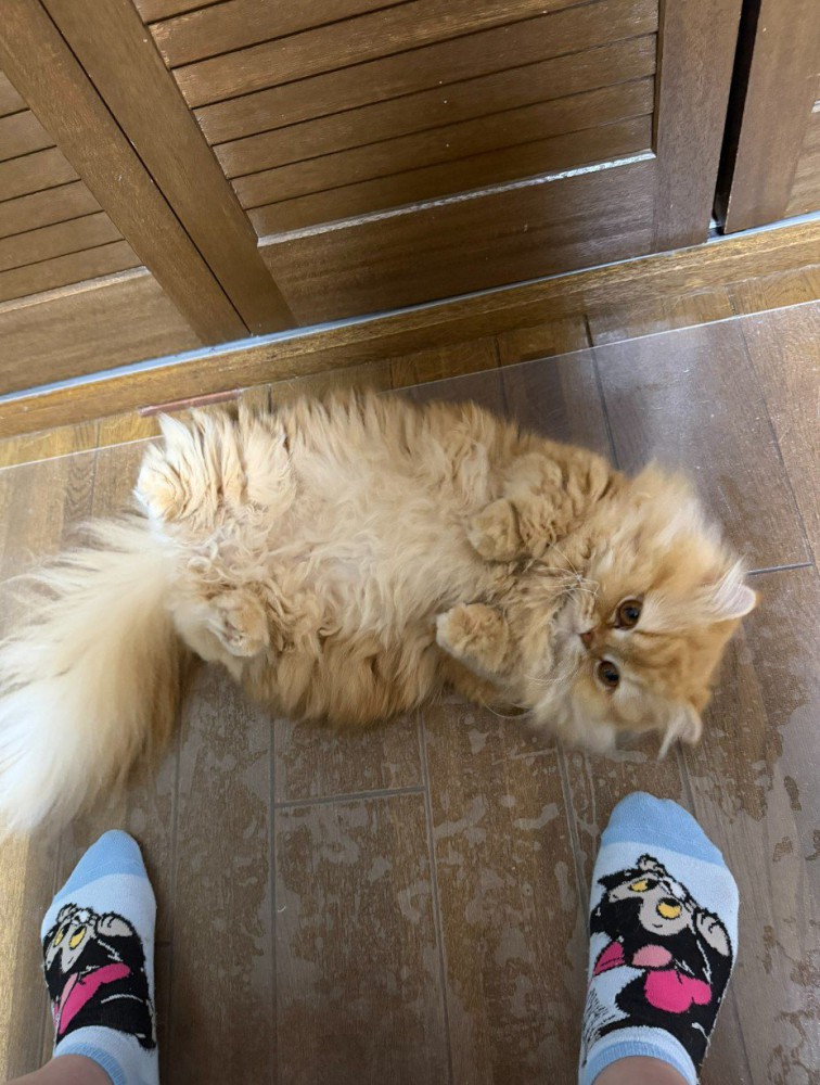 転がる猫