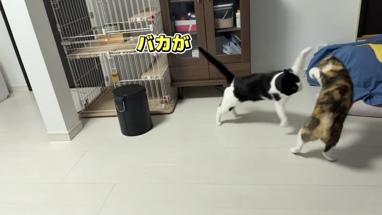 にゃんプロをする猫の写真2