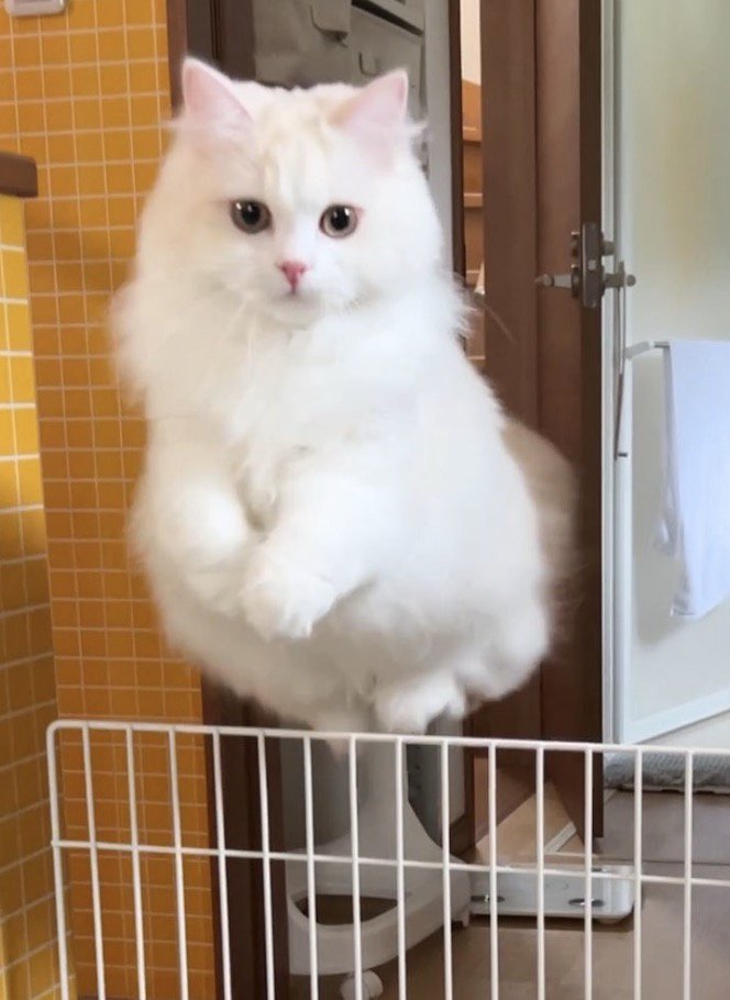 高くジャンプして柵を跳び越える猫