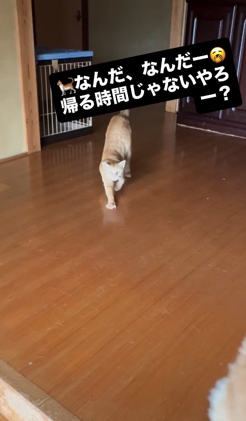 伸びをしている猫