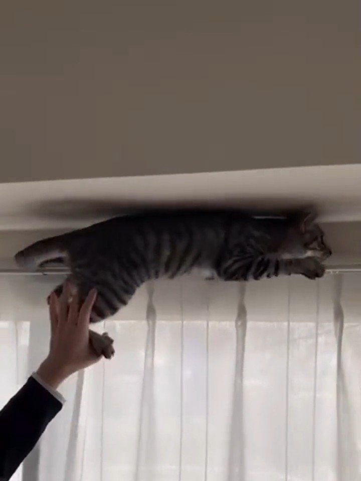 カーテンレールに乗る猫