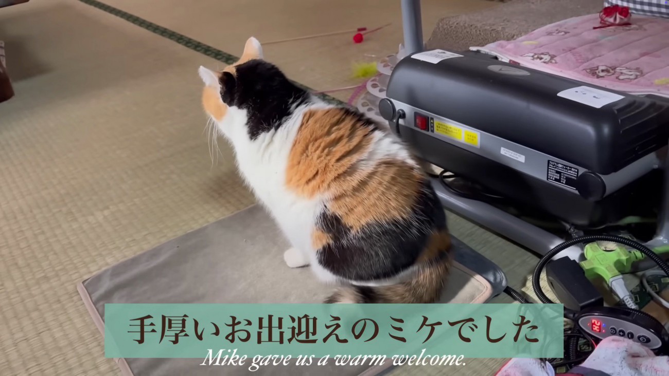 手厚いお出迎えのミケ