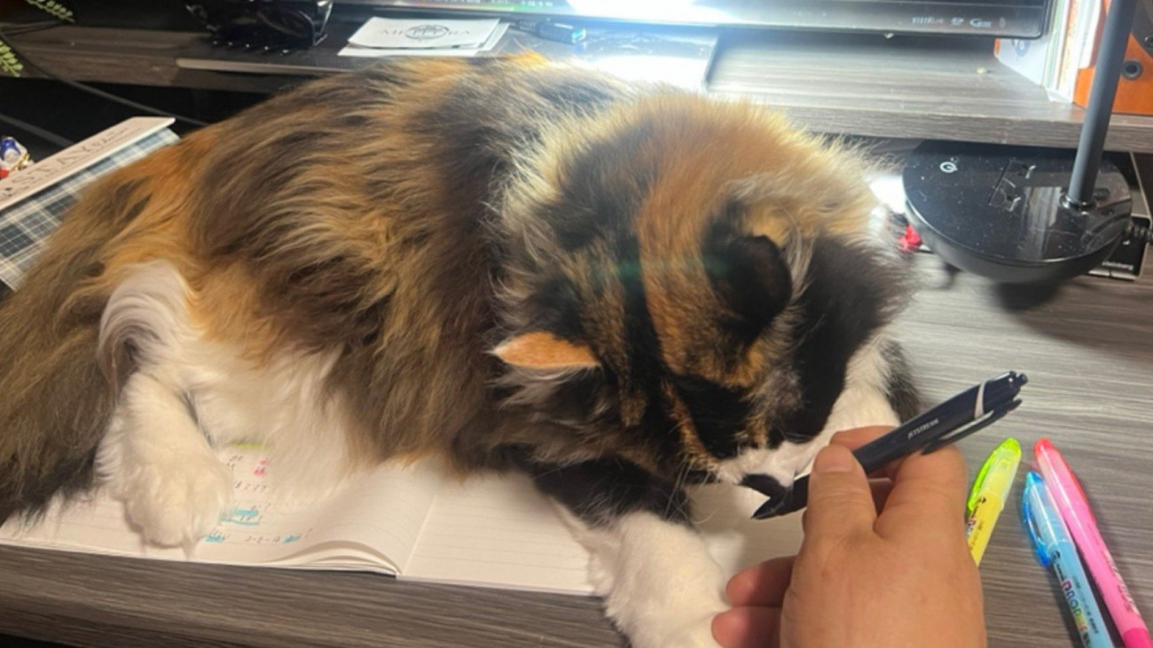 ノートの上に乗る猫