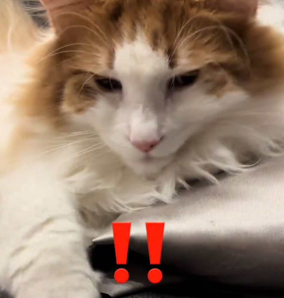 面倒くさそうな表情の猫