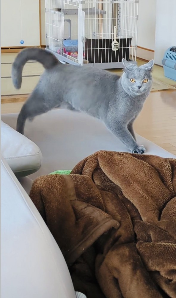 ソファでステップを踏むブリティッシュショートヘア