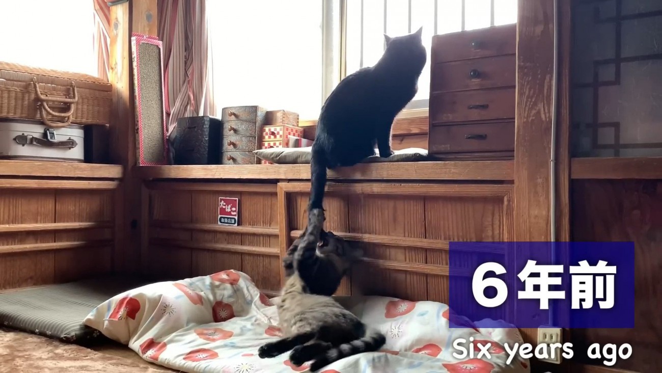 6年前しっぽで遊ぶ猫さん