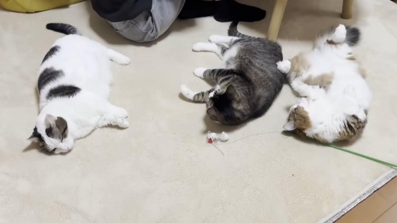 3匹の猫が寝転んでくつろぐ様子