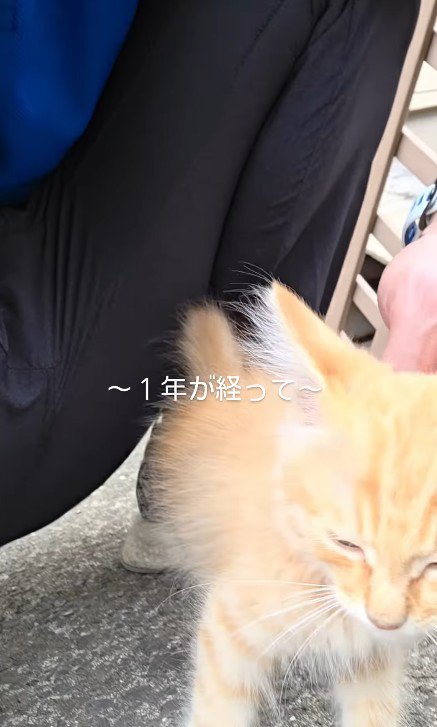 なでられる子猫