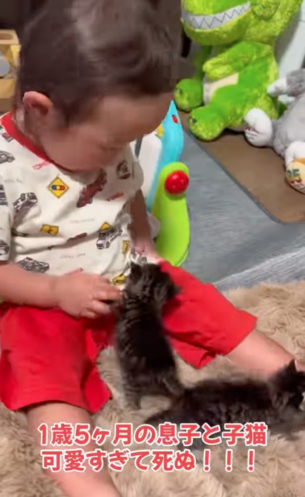 赤ちゃん猫を見守る