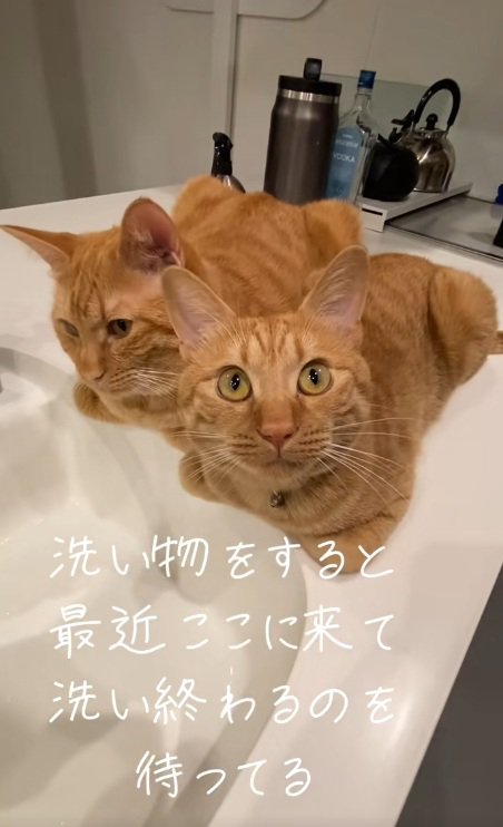 洗い場のそばに香箱座りしている2匹の猫