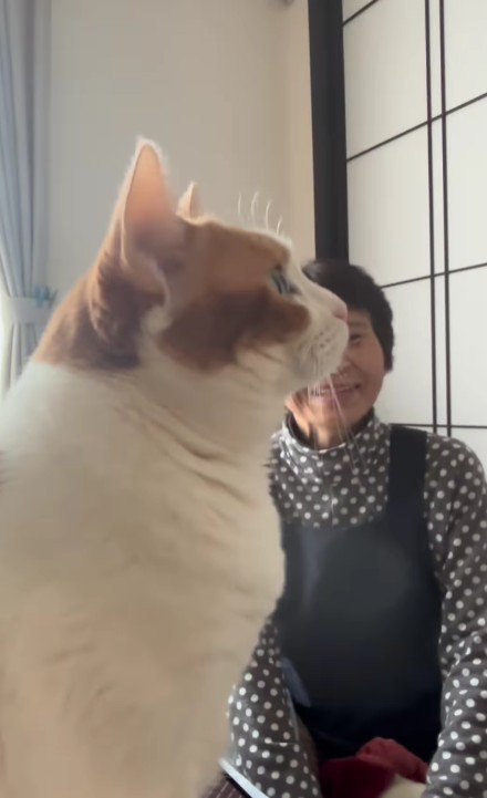 見つめる猫