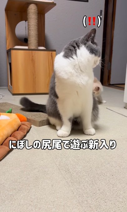 マンチカンの尻尾をつかまえる子猫