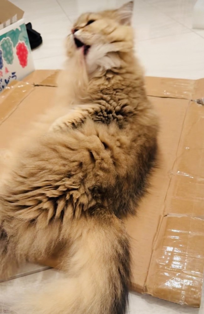 毛繕い中に毛が舌にくっついたペルシャ猫