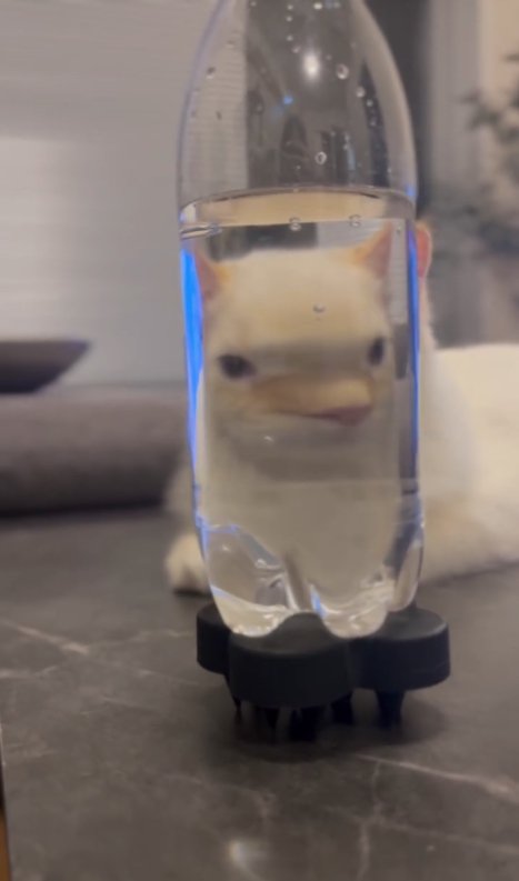 ペットボトル越しに目が離れて見える猫（向かってやや右向き）