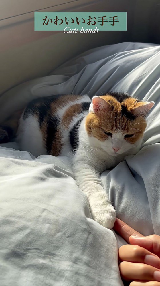 前足をいじっている飼い主