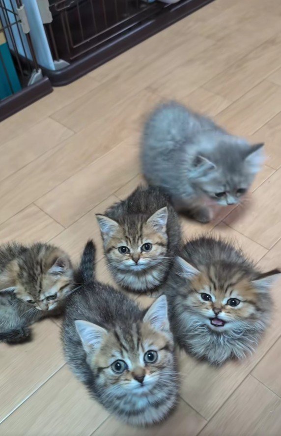 集まる子猫たち