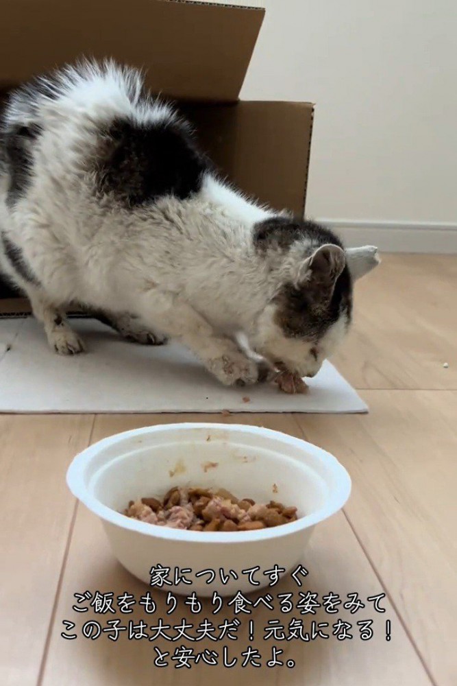 ごはんのお皿の前で食べている猫