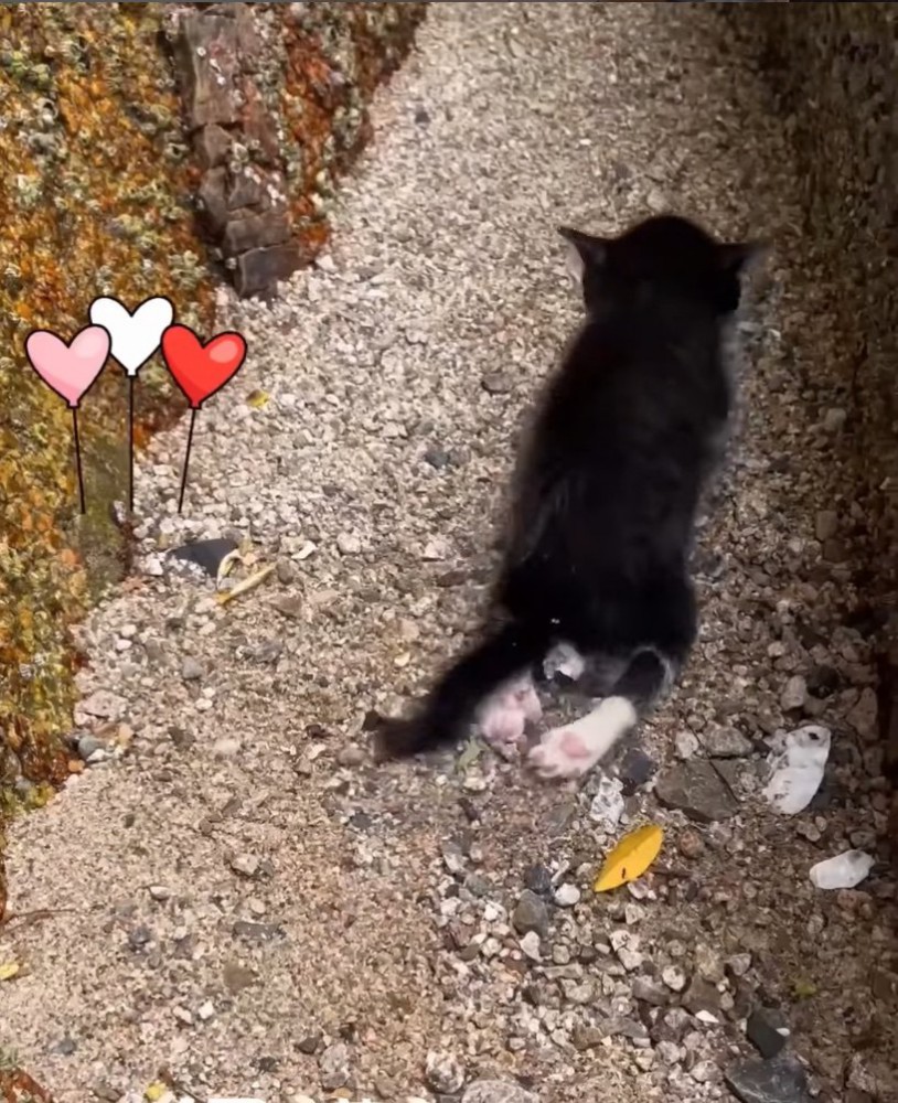 下半身を引き摺る子猫