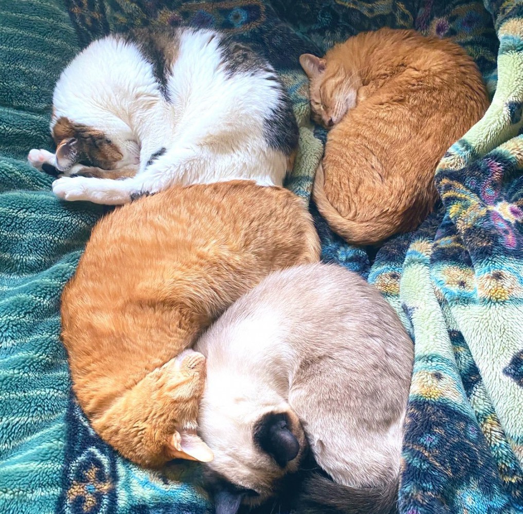 寝ている猫たち