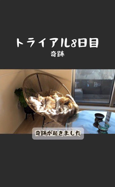 椅子の上で寝ている2匹の猫とそれを撮影している人