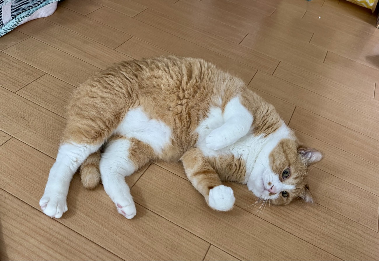寝転がる猫