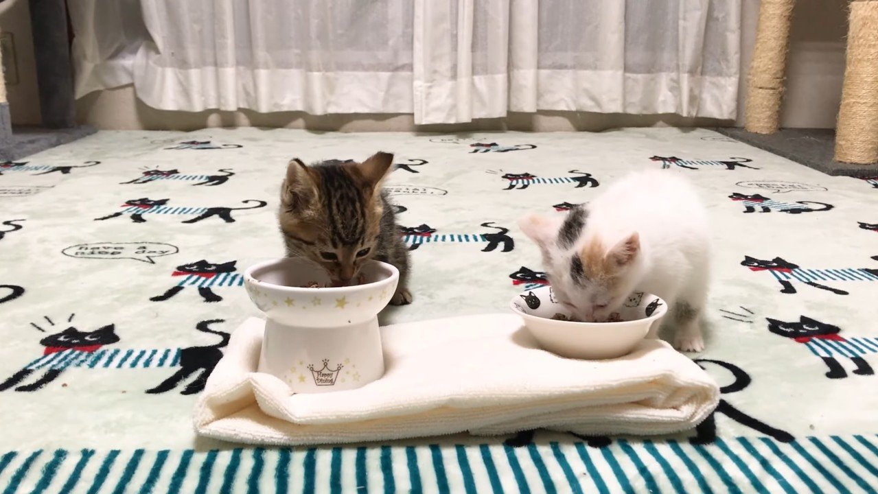 ご飯