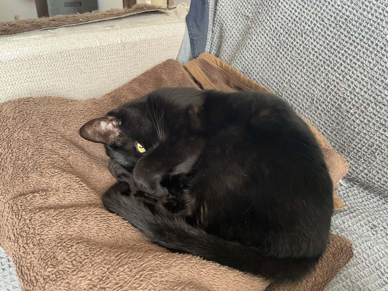 丸くなって横になる猫