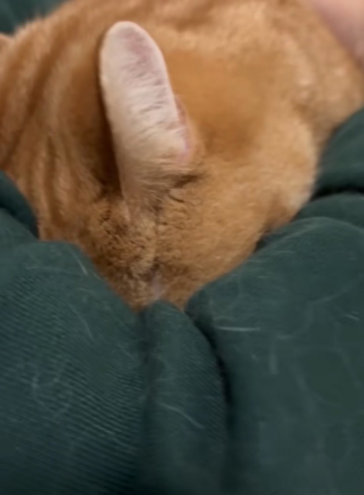 頭を埋めて文句を言う猫