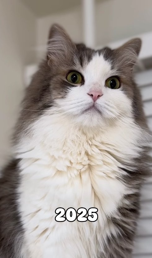 画面向かってやや右側を見つめる猫の上半身アップ