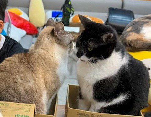 顔を近づけ合うベージュ色の猫と白黒色の猫