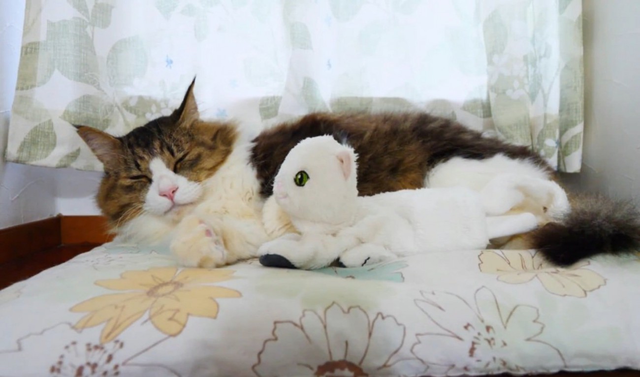 おもちゃと眠る猫