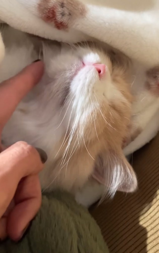 顎を撫でられる熟睡中の猫