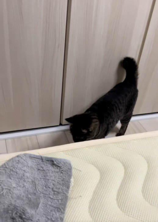 床を見ている猫