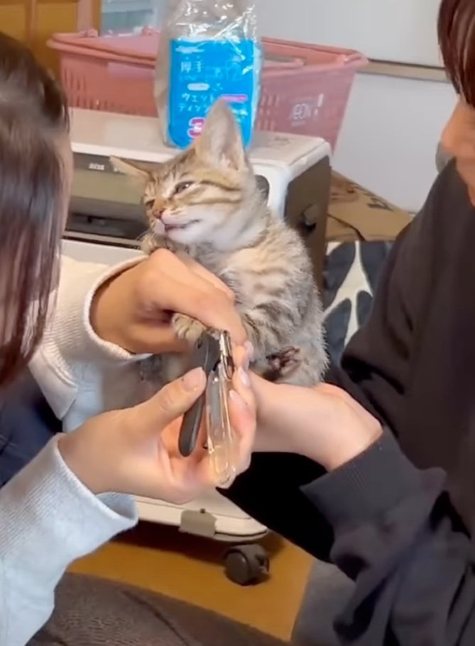 体の力が抜けていく子猫