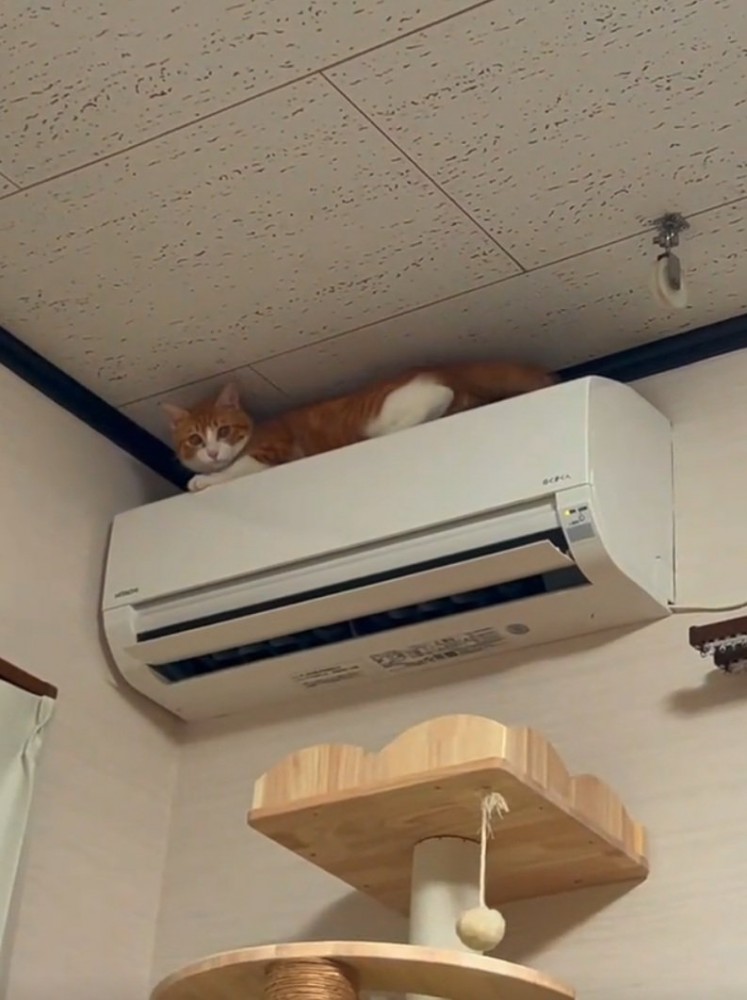 エアコンの上に乗る猫