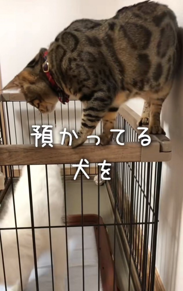犬を覗き込む猫