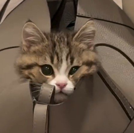 頬がひしゃげる猫