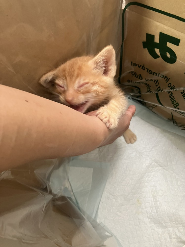 腕を掴む猫
