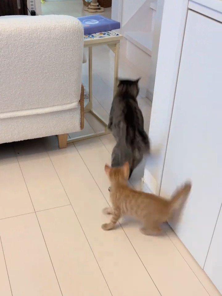 逃げる成猫