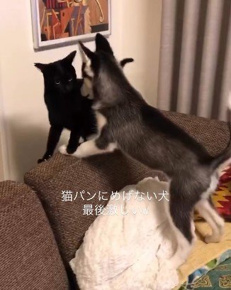 にらみ合う猫と犬
