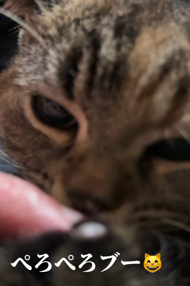 人の指をなめる猫