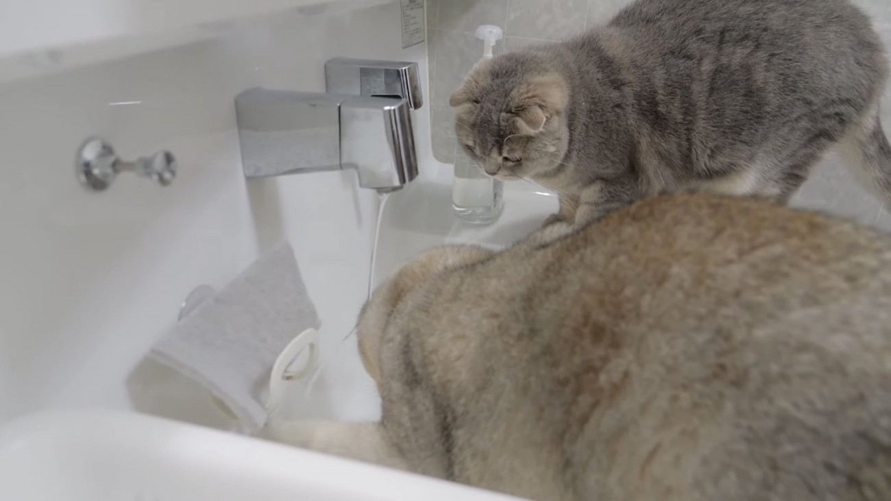 水に猫パンチする猫の写真2