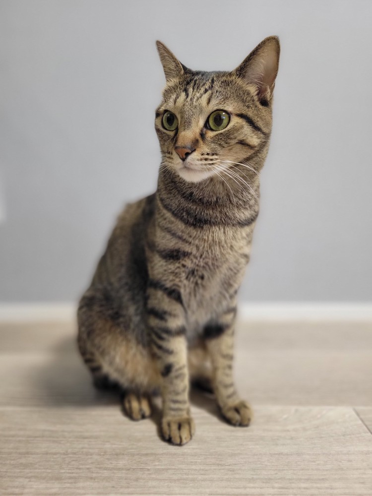 キジトラ猫の立ちポーズ