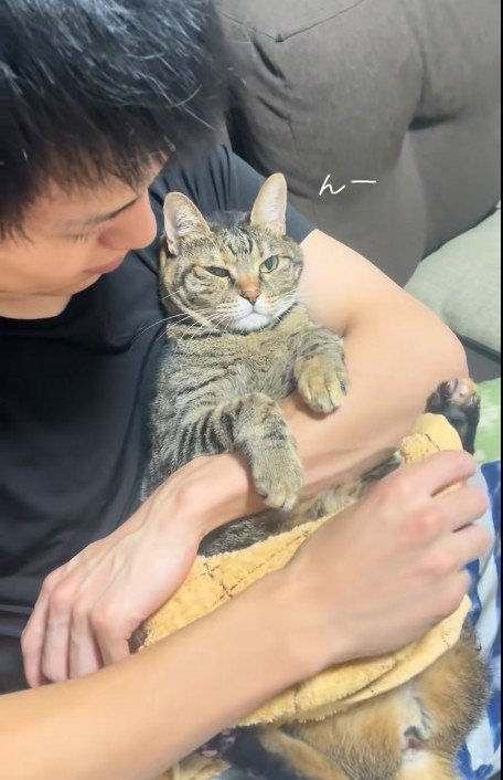 人に抱かれている猫