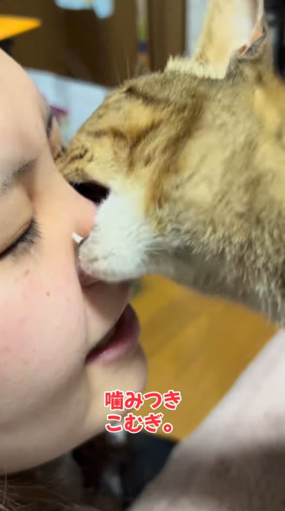 飼い主の鼻を咥える猫
