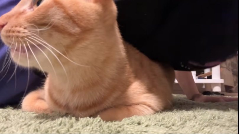 鳴き声を出す猫